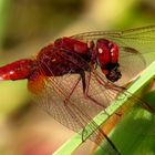 Feuerlibelle (Crocothemis erythraea), Männchen beim Fressen