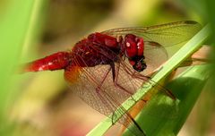 Feuerlibelle (Crocothemis erythraea), Männchen beim Fressen