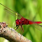 Feuerlibelle (Crocothemis erythraea), Männchen beim Fressen