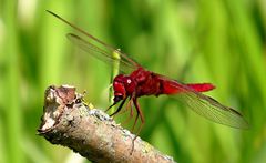 Feuerlibelle (Crocothemis erythraea), Männchen beim Fressen