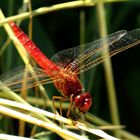 Feuerlibelle (Crocothemis erythraea), Männchen beim Fressen