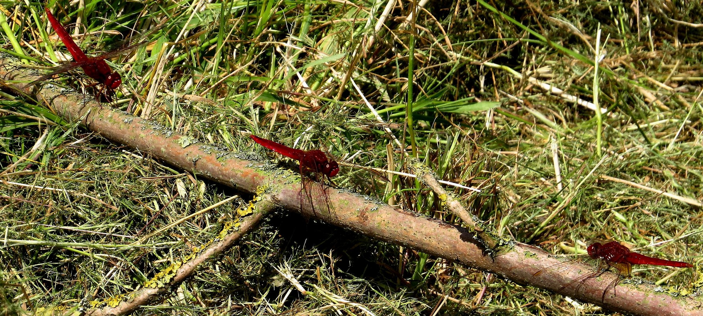 Feuerlibelle (Crocothemis erythraea), Männchen beim gemeinsamen Bad in der Sonne