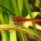 Feuerlibelle (Crocothemis erythraea), Männchen