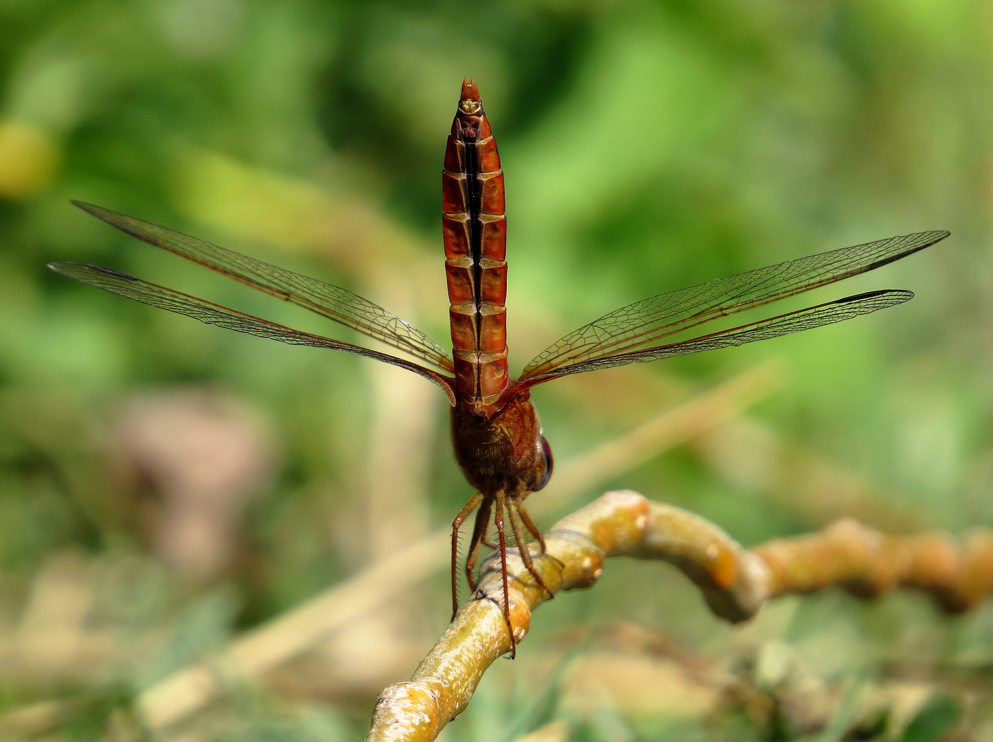 Feuerlibelle (Crocothemis erythraea), Männchen