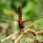 Feuerlibelle (Crocothemis erythraea), Männchen