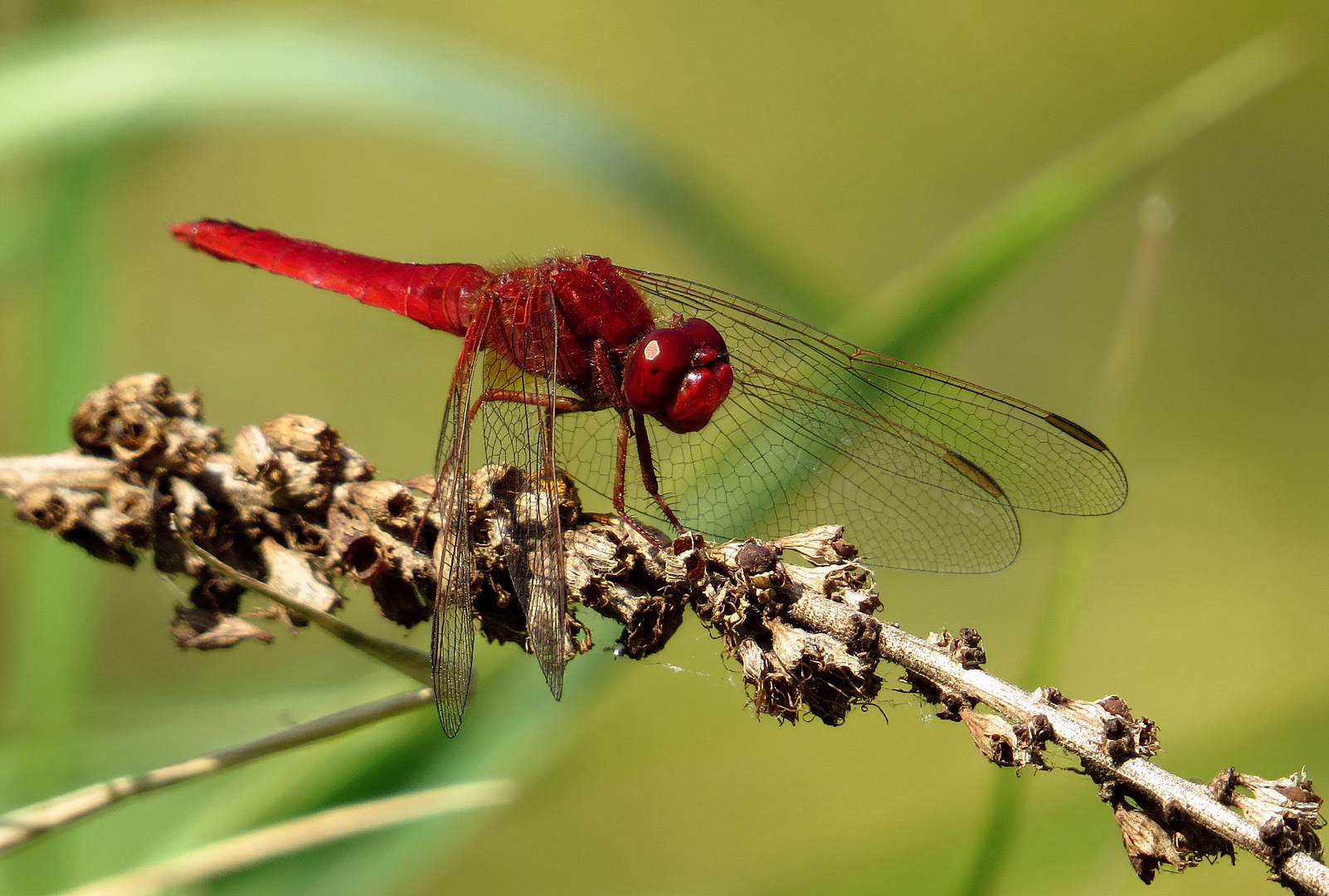 Feuerlibelle (Crocothemis erythraea), Männchen