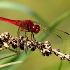 Feuerlibelle (Crocothemis erythraea), Männchen