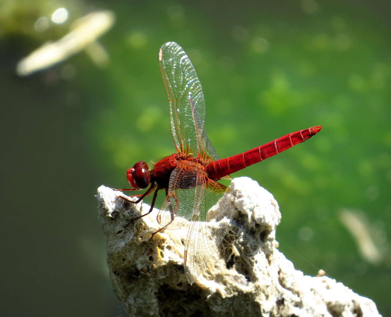 Feuerlibelle (Crocothemis erythraea), Männchen