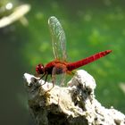 Feuerlibelle (Crocothemis erythraea), Männchen