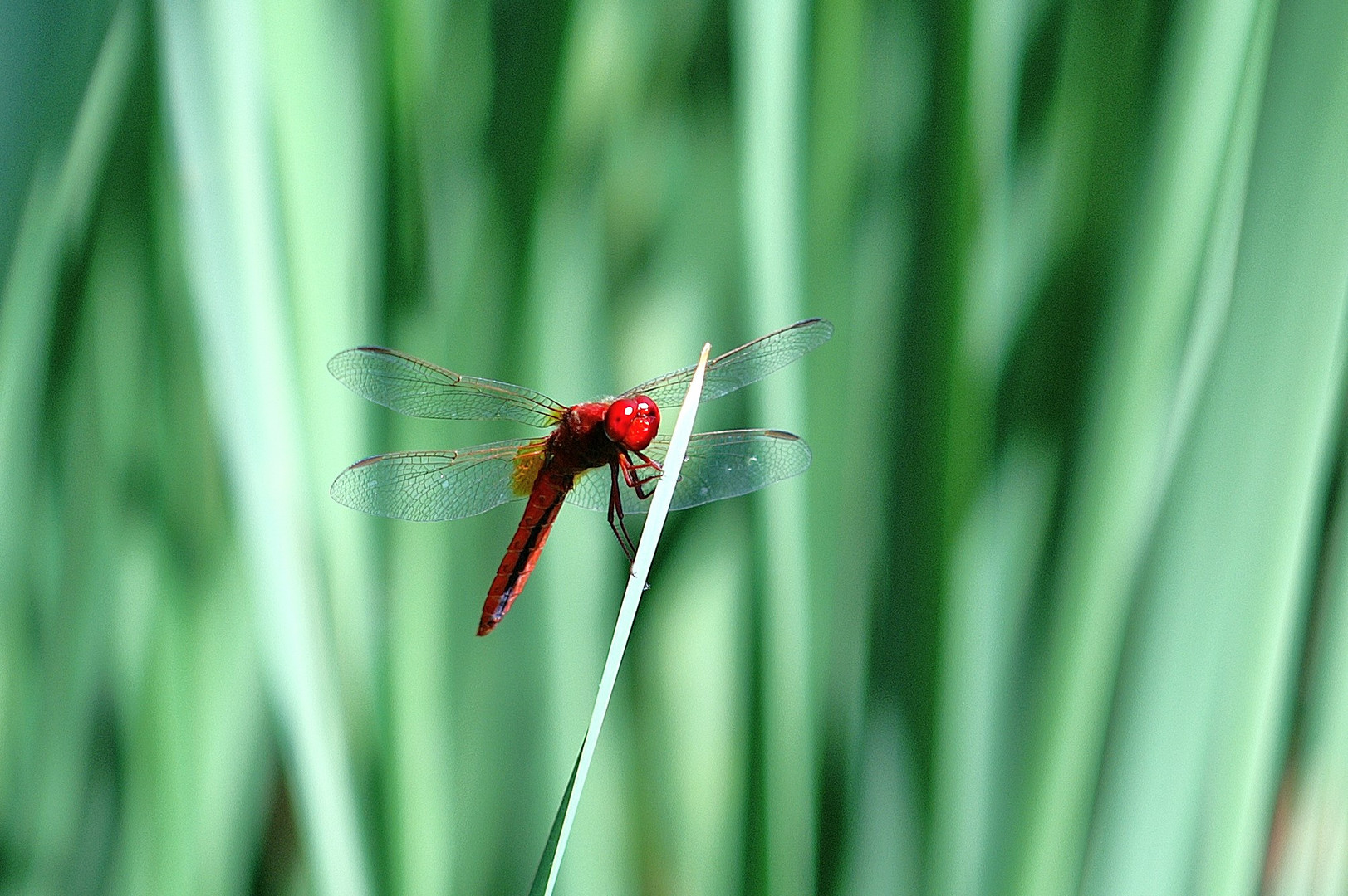 Feuerlibelle (Crocothemis erythraea) Männchen