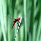 Feuerlibelle (Crocothemis erythraea) Männchen