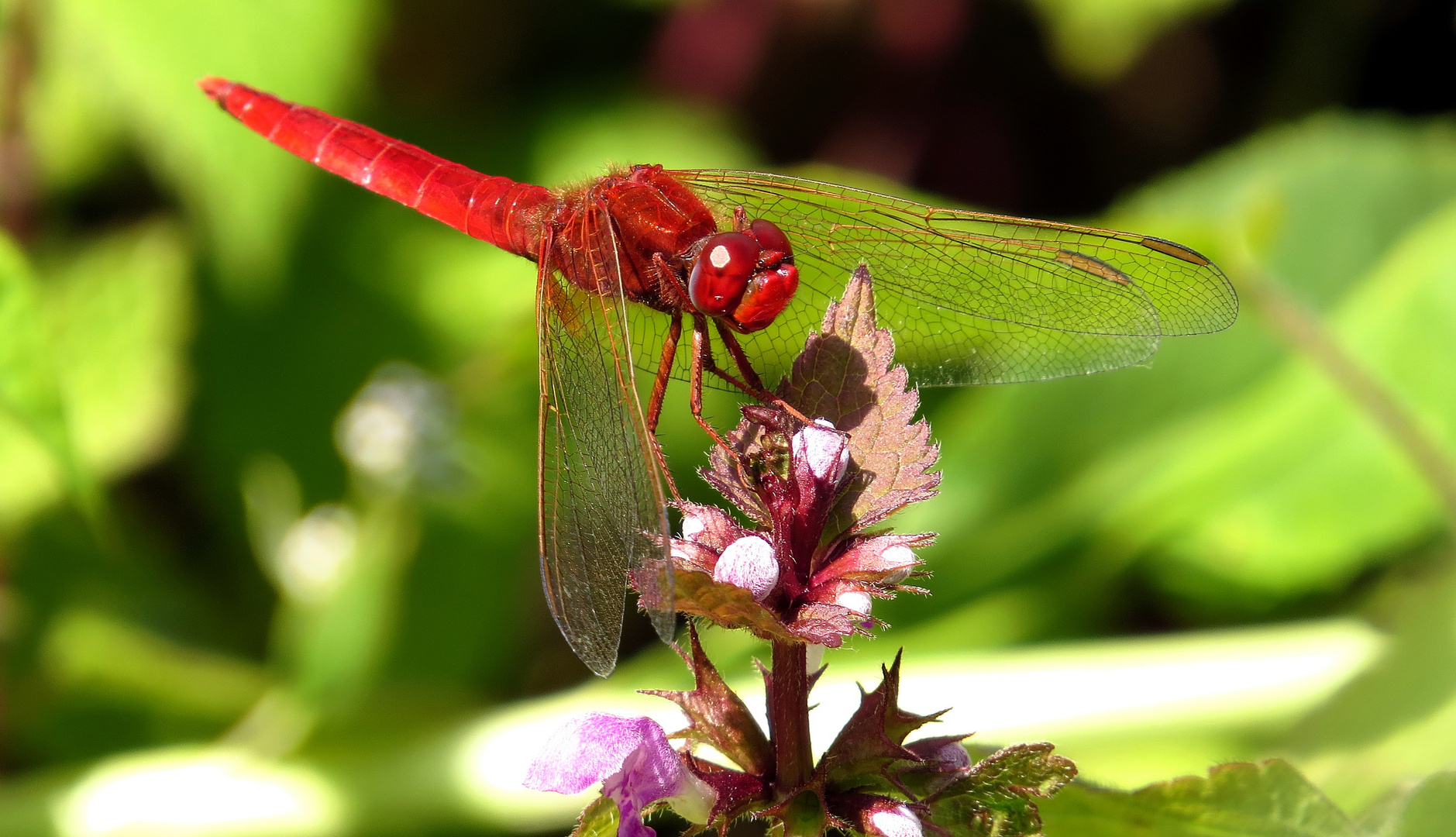 Feuerlibelle (Crocothemis erythraea), Männchen