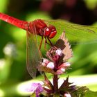 Feuerlibelle (Crocothemis erythraea), Männchen