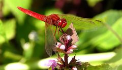 Feuerlibelle (Crocothemis erythraea), Männchen