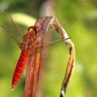 Feuerlibelle (Crocothemis erythraea), Männchen