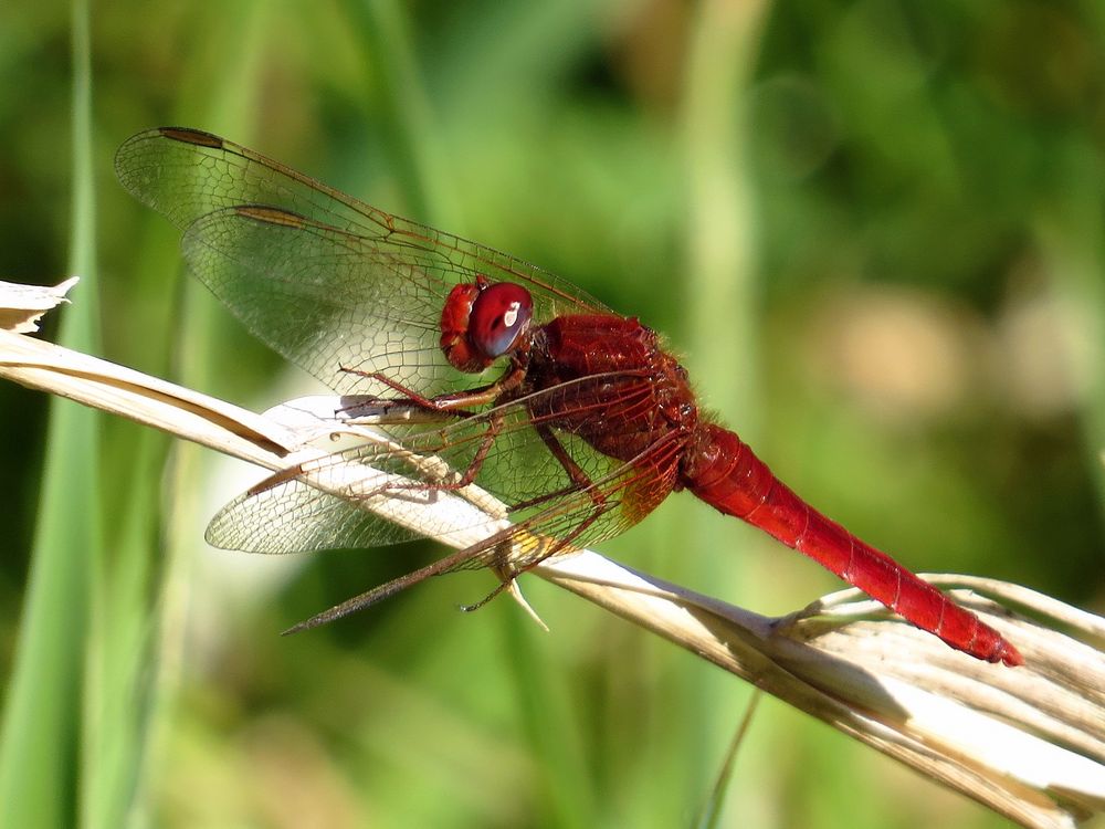 Feuerlibelle (Crocothemis erythraea), Männchen