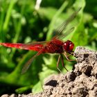 Feuerlibelle (Crocothemis erythraea), Männchen