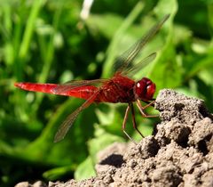 Feuerlibelle (Crocothemis erythraea), Männchen