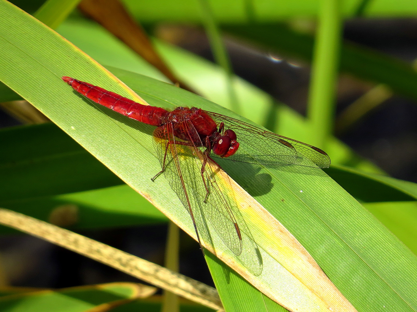 Feuerlibelle (Crocothemis erythraea), Männchen