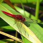 Feuerlibelle (Crocothemis erythraea), Männchen