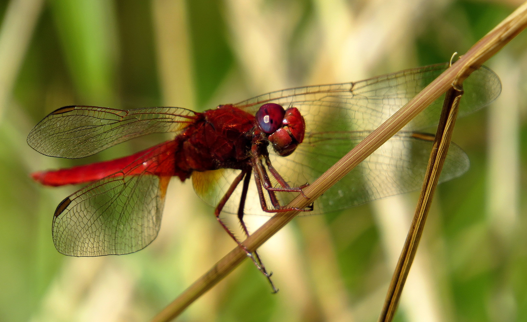 Feuerlibelle (Crocothemis erythraea), Männchen