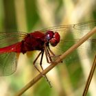 Feuerlibelle (Crocothemis erythraea), Männchen