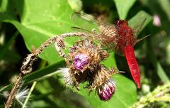 Feuerlibelle (Crocothemis erythraea), Männchen