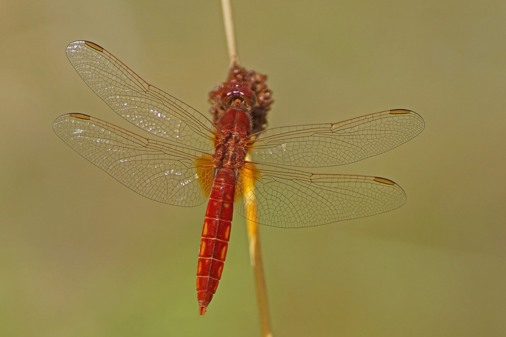 Feuerlibelle (Crocothemis erythraea), Männchen