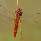 Feuerlibelle (Crocothemis erythraea), Männchen