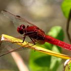 Feuerlibelle (Crocothemis erythraea), Männchen