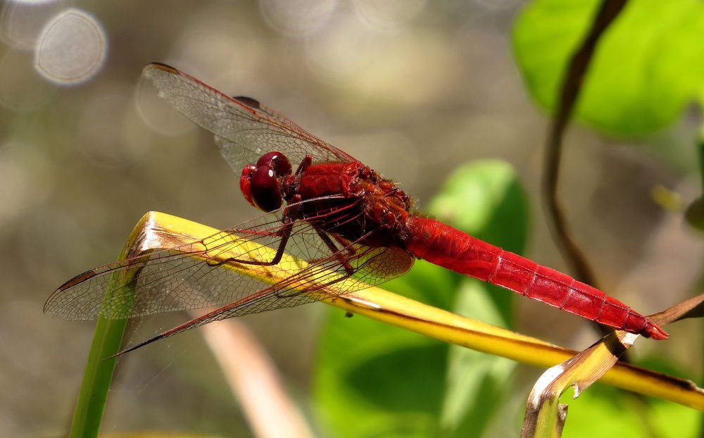 Feuerlibelle (Crocothemis erythraea), Männchen