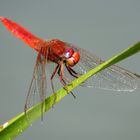 Feuerlibelle (Crocothemis erythraea), Männchen