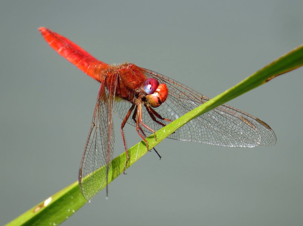 Feuerlibelle (Crocothemis erythraea), Männchen