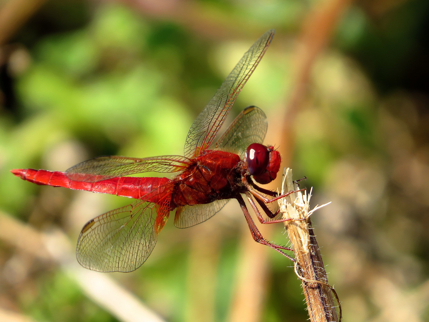 Feuerlibelle (Crocothemis erythraea), Männchen