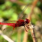 Feuerlibelle (Crocothemis erythraea), Männchen