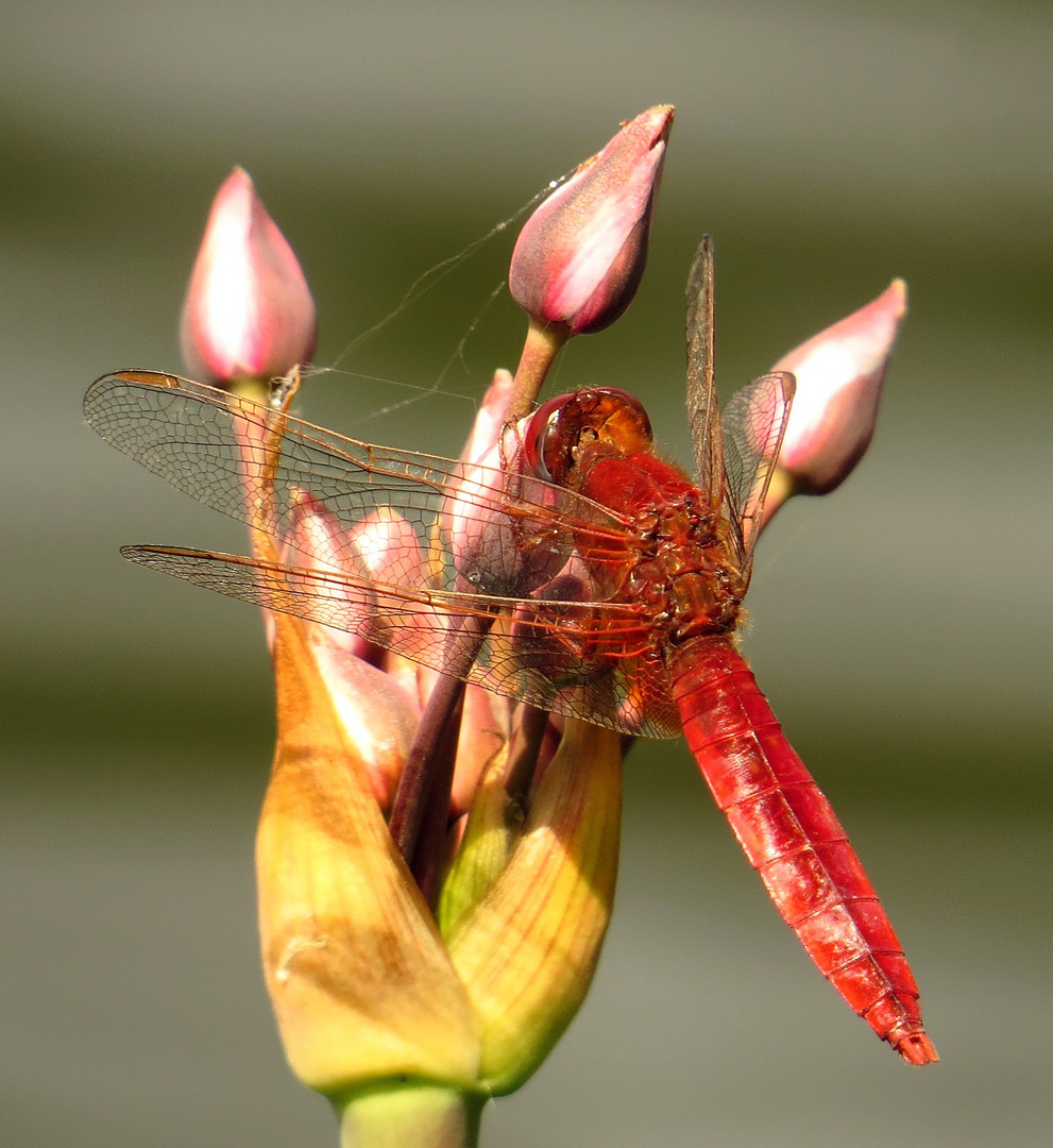 Feuerlibelle (Crocothemis erythraea), Männchen