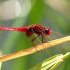 Feuerlibelle (Crocothemis erythraea), Männchen