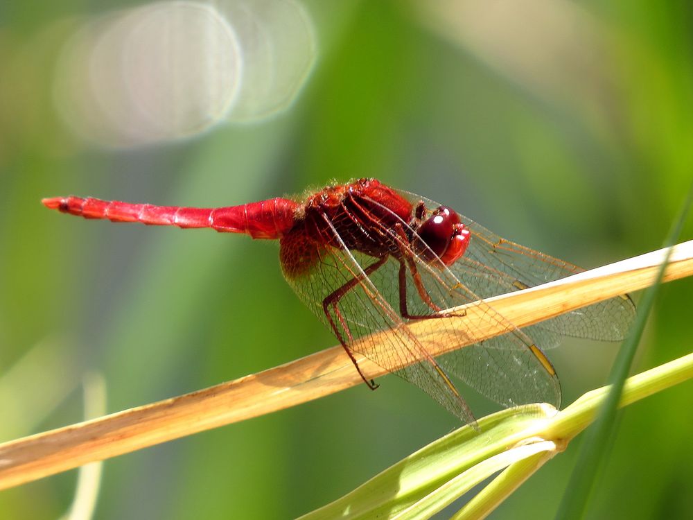 Feuerlibelle (Crocothemis erythraea), Männchen