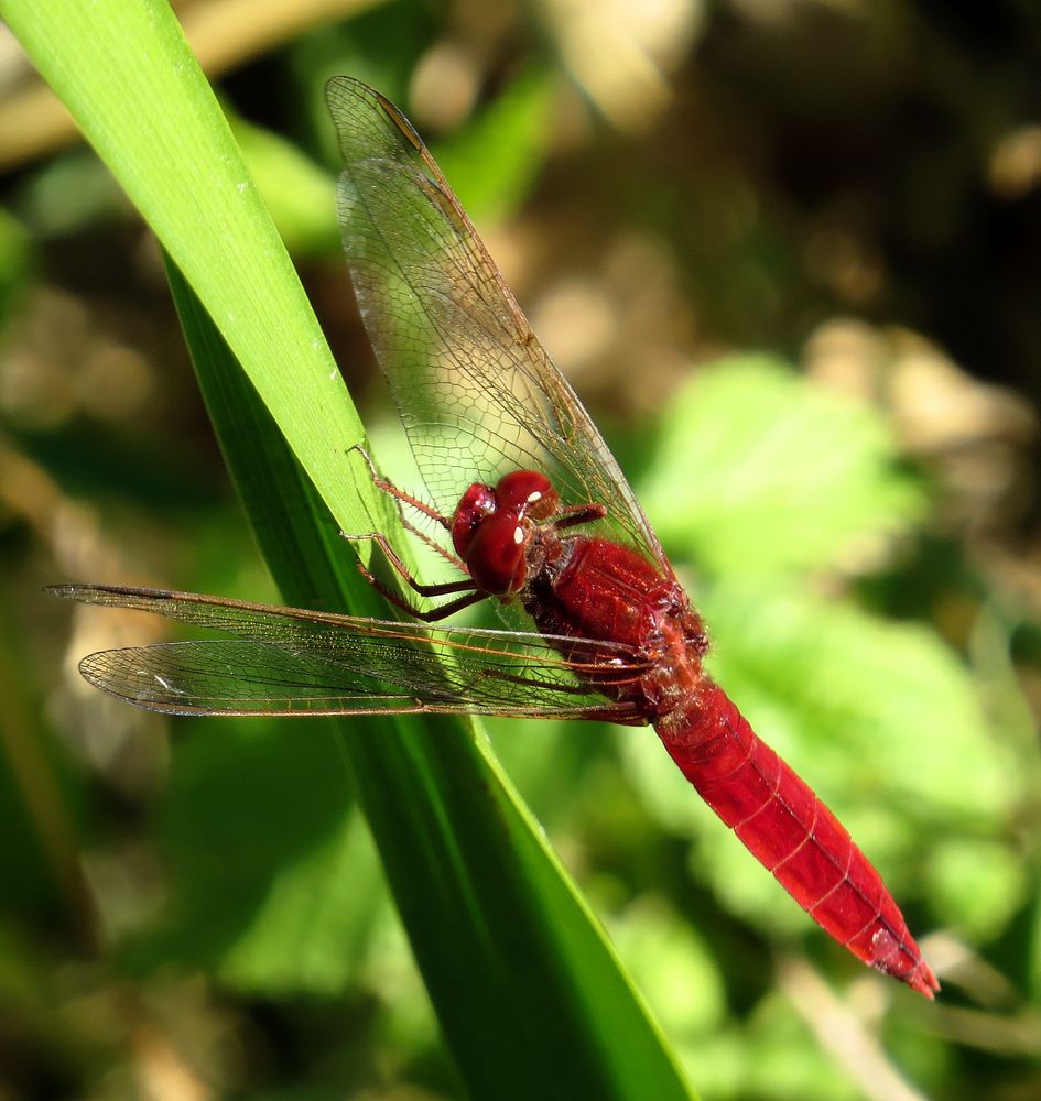 Feuerlibelle (Crocothemis erythraea), Männchen