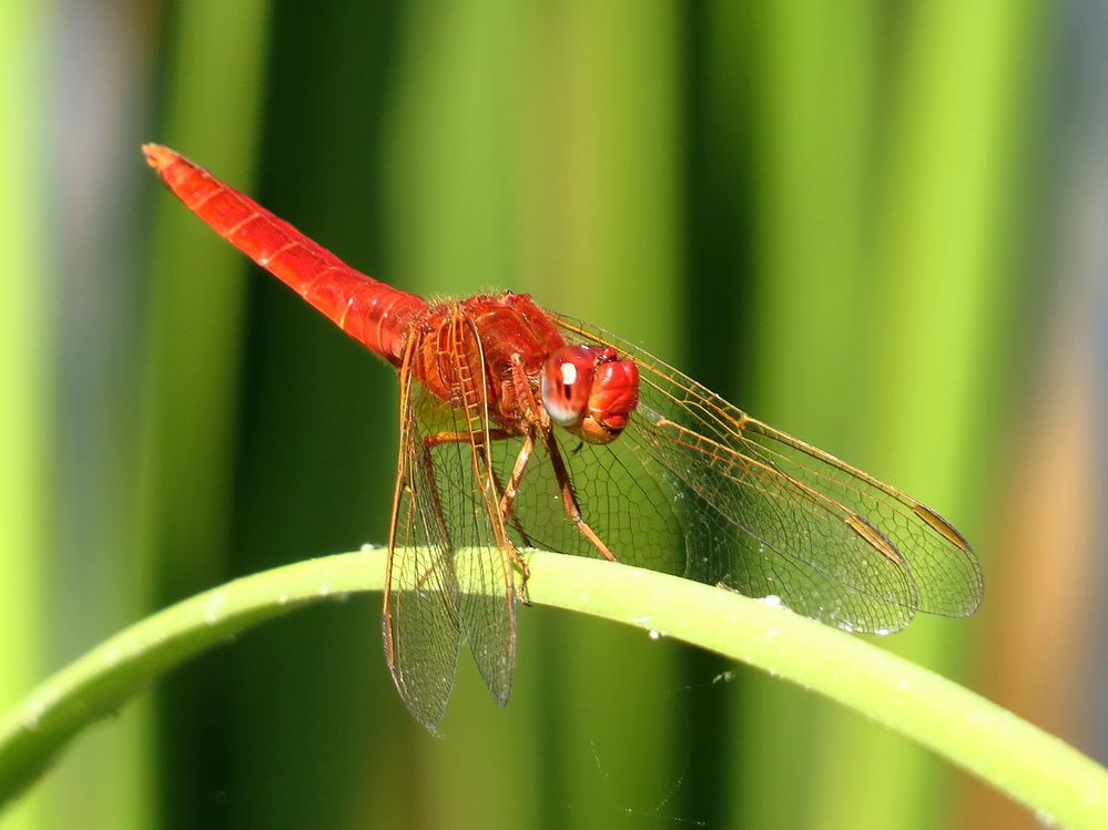 Feuerlibelle (Crocothemis erythraea), Männchen