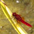 Feuerlibelle (Crocothemis erythraea), Männchen