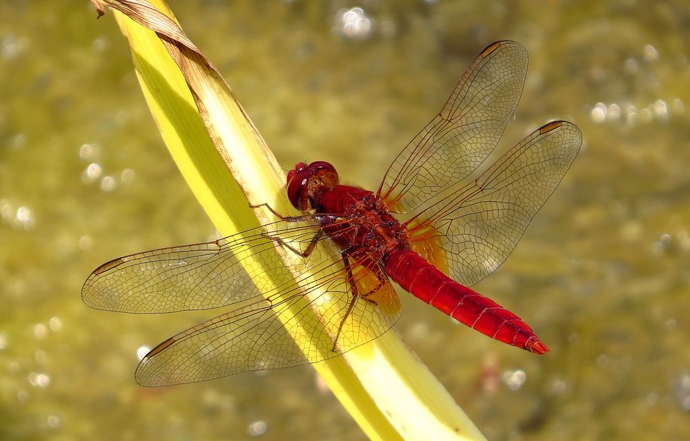 Feuerlibelle (Crocothemis erythraea), Männchen