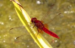 Feuerlibelle (Crocothemis erythraea), Männchen