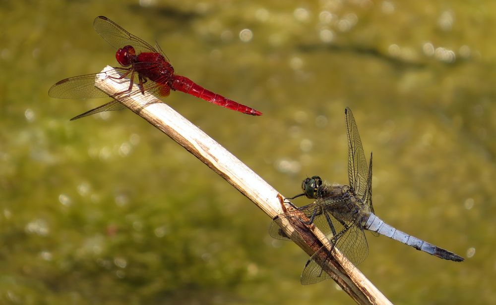 Feuerlibelle (Crocothemis erythraea), Männchen 