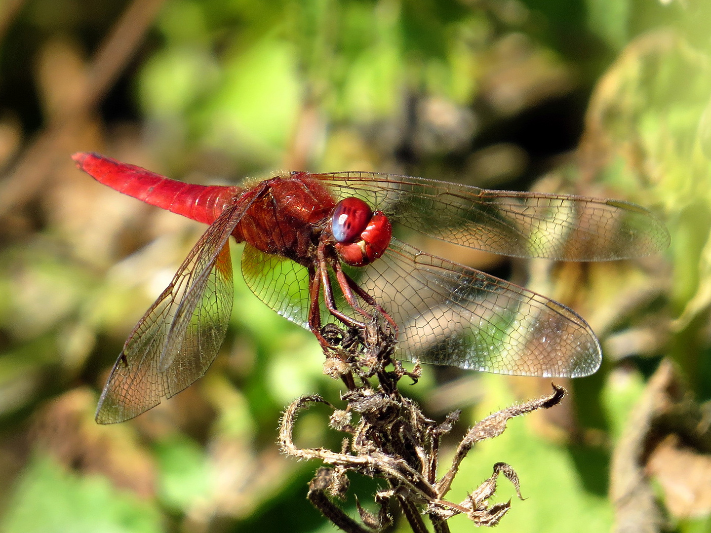 Feuerlibelle (Crocothemis erythraea), Männchen