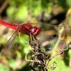 Feuerlibelle (Crocothemis erythraea), Männchen