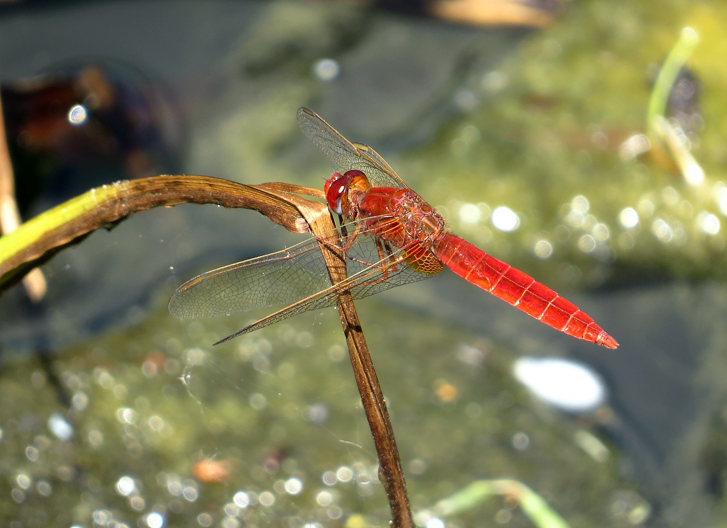 Feuerlibelle (Crocothemis erythraea), Männchen