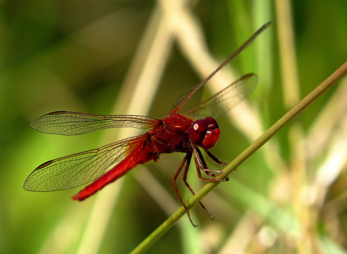 Feuerlibelle (Crocothemis erythraea), Männchen