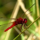 Feuerlibelle (Crocothemis erythraea), Männchen