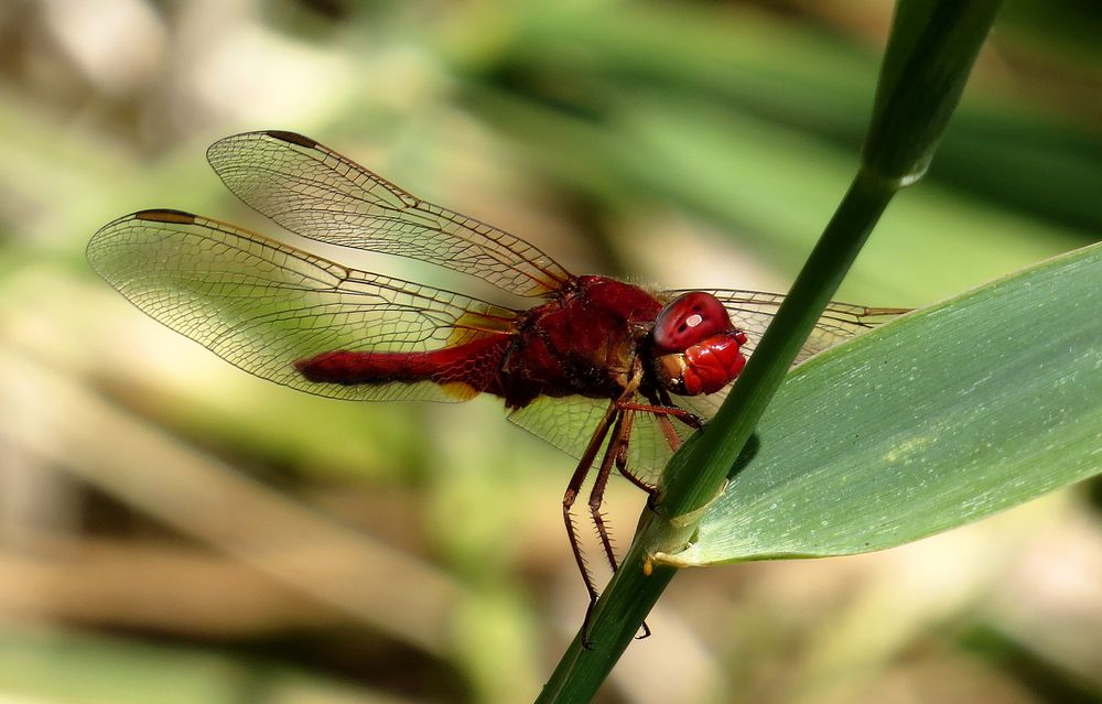 Feuerlibelle (Crocothemis erythraea), Männchen